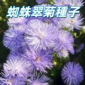 【蜘蛛翠菊種子】非洲萬壽菊 四季開花 易種植 陽台盆栽 花卉種子 居家綠化 新手適用 多年生 觀賞花卉 開花不斷