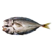 (店+)【魚大俠】小規格-竹筴魚一夜干(170~200g/尾)#L-1D4B 魚大俠 FH320