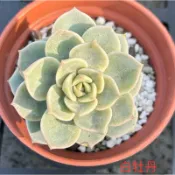 多肉植物-白牡丹（穴盤苗帶土球不附花牌）-慈碩農場嚴選平地渡夏品種