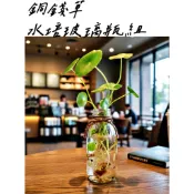 銅錢草玻璃瓶組  金錢草 圓幣草 錢幣草 銅錢草種子 招財 聚財