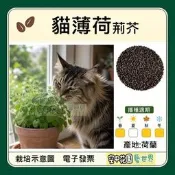 【空中花園藝世界】貓薄荷種子｜Catnip 貓咪香草 香草植物 盆栽種植 陽台花園 庭院園藝 貓薄荷 種子