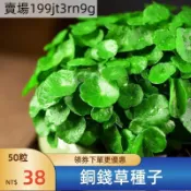 現貨🍀【銅錢草種子】🍀（250粒）四季種植銅錢草金錢草種子 招財進寶 培辦公室桌面金錢草吸甲醛植物水生水養桌擺好物