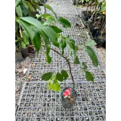 植系青屬-玉荷包荔枝/水果苗/高壓苗/四吋盆