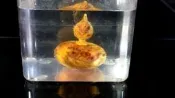[福田工藝]台灣高海拔千年肖楠釘仔瘤鳳尾瘤閃花聞香聚寶瓶/瘤花飽滿氣味芳醇/沈水級/無上漆[肖瓶2]