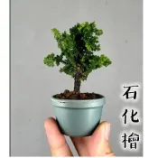 石化檜  葉子小葉 木本植物  常綠小喬木 (細葉達摩 七里香 迷你盆栽)  景觀樹 小樹苗 石化檜木 小品盆栽