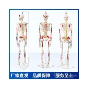 (店+)85CM人體骨骼帶神經帶椎間盤模型骨架附肌肉起止點著色及韌帶模型