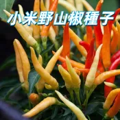 【小米野山椒種子】 朝天椒 雞心辣椒 小辣椒 盆栽 陽台 庭院 種植 易種 高產 辣味 新鮮 現貨 台灣 居家 園藝