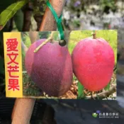 愛文芒果 勿直接下標 芒果 樹苗 盆栽 芒果苗 嫁接苗 愛文芒果苗 另有 慢文 慢愛文 日本 不是 蜜雪 夏雪 芒果冰