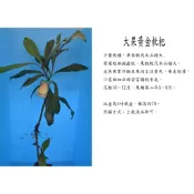 心栽花坊-黃金枇杷/枇杷品種/水果苗/嫁接苗/特價300