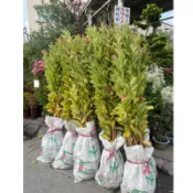 土芭樂/芭樂苗/永吉種苗園/