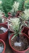 喬木 ** 大虎斑羅漢松 ** 4.5吋盆/高5-10cm/庭園觀賞【花花世界玫瑰園】OvO