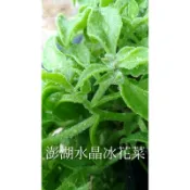 A9.澎湖水晶冰花菜種子，ㄧ包55元，數量如圖片。