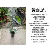 心栽花坊-黃金山竹/阿恰恰/阿洽洽/3吋/實生苗/水果苗/特價250
