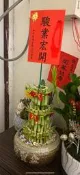 聚寶盆3層開運竹/賀禮盆栽/開運竹/萬年青 開幕/喬遷/升官/風水桃園中壢楊梅平鎮龍潭青埔桃園送禮盆栽喬遷