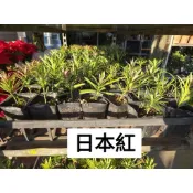 霏霏園藝日本紅羅漢松3吋盆特價120元