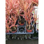 一禪種苗園-淨化空氣品質〈彩虹竹蕉/五彩千年木〉小品盆栽-3吋盆/葉片細長/姿態飄逸/葉色鮮明/插花組合材料/庭園景觀樹