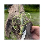 (店+)空氣鳳梨 花中花 不需種土的懶人植物