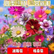 沐耕園|💯🔥波斯菊 打造花海 七彩易種易活 格桑花種子 遇土就活 庭院陽台 野花花卉種子 庭院陽台種植 盆栽地栽植物