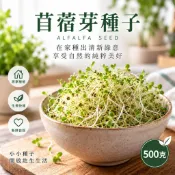 苜蓿芽種子500g 苜蓿種子 芽菜種子 苜蓿芽菜 芽菜 水耕芽菜 水耕種子 居家種植 家庭種植 DIY芽菜-園藝倉庫