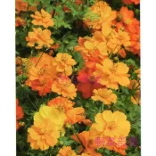 【野菜部屋~】T55 黃波斯菊種子500g分裝包~花海種子~