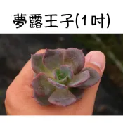 ❁採花❁ 夢露王子-1吋/多肉植物/療癒盆栽/園藝