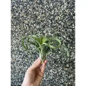 (店+)空氣鳳梨 花中花X電捲