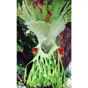 女王鹿角蕨-Platycerium wandae 巨大 鹿角蕨 〈單盆販售〉 園藝 上板植物 蕨類 觀葉植物