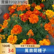 現貨💐【萬壽菊種子】（250粒）四季濃香驅蚊蟲 觀賞花卉 花期長 驅蟲耐熱黃菊花 懶人播種花卉種子  庭院楊濤室外花海
