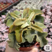 3吋盆【姬仙女之舞】多肉植物|兔子多肉|療癒小物| 組盆|［Xuan肉園］