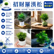 台灣現貨🌿【精選羅漢松】🌿羅漢鬆 羅漢鬆樹苗 羅漢鬆盆栽  觀葉植物 防輻射 新手好養植物 桌面迷你小盆栽客廳盆景