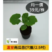 【興大種苗】　(預購制)南瓜苗|栗子南瓜|奶油南瓜
