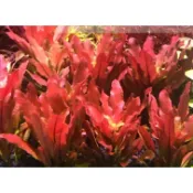 淺草屋🌱 北美丁香 ★( 水中葉 )