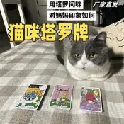 自售通俗易懂的猫咪塔罗牌！小猫塔牌入门新手趣味学习牌创意小猫专用iphone