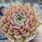 出清特惠價“ 貴婦手指／粉爪 ”🔥穩根品🌵多肉植物❤️蘭心花卉