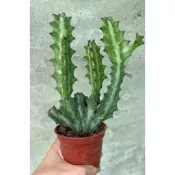 春峰／多肉植物／仙人掌(每盆形狀不同)