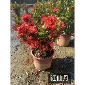紅仙丹/矮仙丹/永吉種苗園