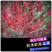 木奶果苗✅矮化嫁接盆栽✅快速產果 紅樹葡萄 木奶果 三仙果 樹苗 果苗 矮生盆栽 矮化盆栽 水果苗 水果盆栽 水果樹苗