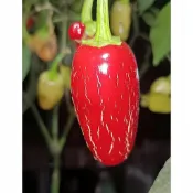 森禾|🌶️（墨西哥胡椒海螺 辣椒種子）緊湊、芳香、高效  果實大小約 10 CM 新手易種 四季盆栽庭院田園稀有品種種