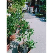 (店+)花森好市-常綠喬木*大紅袍羅漢松*6吋盆/高30-50cm/新芽鮮紅艷麗/MA