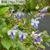 現貨🦋【藍蝴蝶花種子】🦋（250粒）化蝶花 紫蝴蝶 花蝴蝶種子 四季觀賞花海種子 懶人新手花卉種子 庭院 盆栽 陽台種子