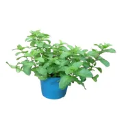 (店+)綠薄荷 清箭薄荷 荷蘭薄荷5-6吋(香氣 香草植物 盆栽 薄荷類)