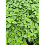 田尾玫瑰園 l 茱麗亞薄荷、甜薄荷【五吋盆 高度約15cm】香料香草植物/食用植物 (植物眾多歡迎詢問) 田尾在地商家