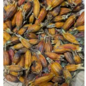 【咕咕園】黃梔子 山黃梔 果實(未燻硫) 50g草生種植 天然晾曬 乾燥 黃色 染料 花葉移印染