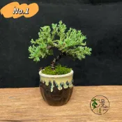 【漫步庭院】珍珠柏·小品盆栽｜植栽｜盆景