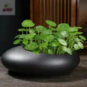 銅錢草種子四季種植銅錢草招財水培植物魚缸辦公室案頭盆栽金錢草花卉室內水養吸甲醛綠植多年生