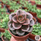 一吋迷你盆【巧克力方磚】多肉植物|多肉|景天科｜療癒小物| 組盆|可愛|［Xuan肉園］