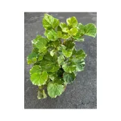 (店+)富貴樹 福祿桐 招財樹 圓葉 羽葉 大平斑葉 桌上盆花 室內盆花 辦公室盆花