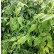 |岡山奶奶的小菜園 |憂頓草⚠️天然無噴藥 新鮮的 小尖葉 憂遁草 優頓草 優遁草