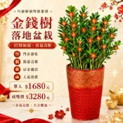 金錢樹 玫瑰盆栽 落地盆栽 氧化鎂盆器 開幕送禮 喬遷禮物 植栽 辦公室裝飾