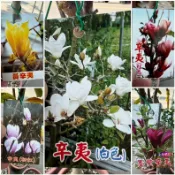 田尾玫瑰園 l 紅色辛夷、墨紫色辛夷、黃色辛夷、粉色辛夷、白色辛夷花【7吋盆  高度約90cm】(植物眾多歡迎詢問)